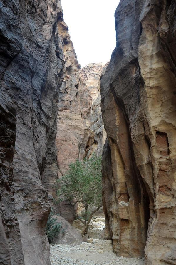 The Rock Camp Petra Hotell Wadi Musa Eksteriør bilde